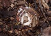 hvězdovka smrková (Houby), Geastrum quadrifidum, Geastraceae (Fungi)